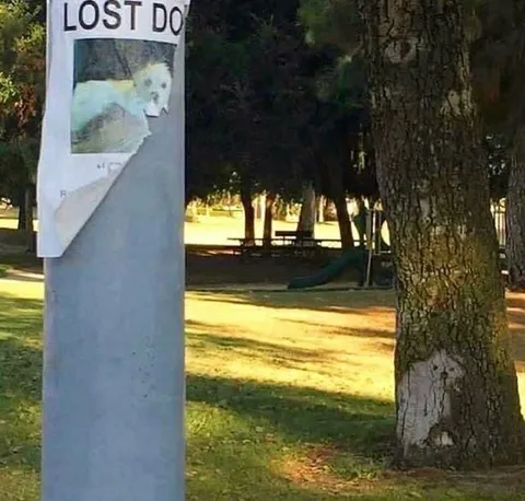 Lost Dog Poster Peels Away