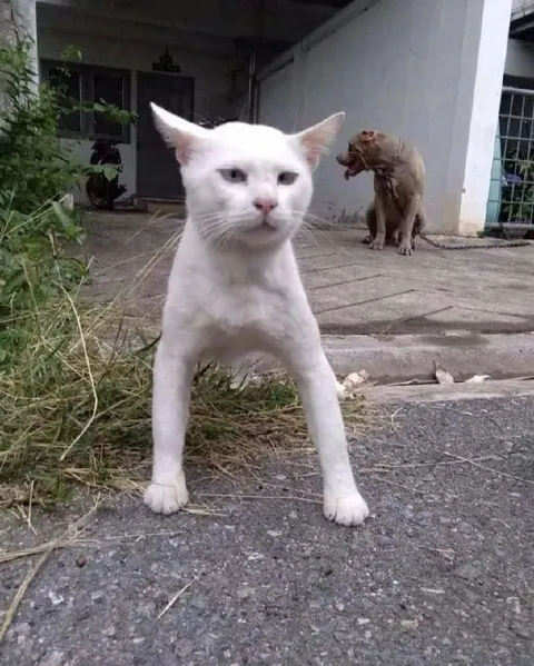 Кот, который вырос с питбулями