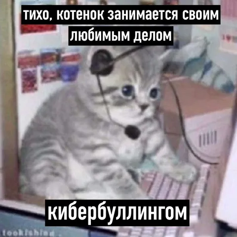 Котёнок занимается кибербуллингом