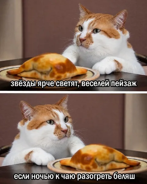 Кот и ночной беляш