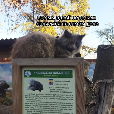 Кот, который считает себя дикобразом