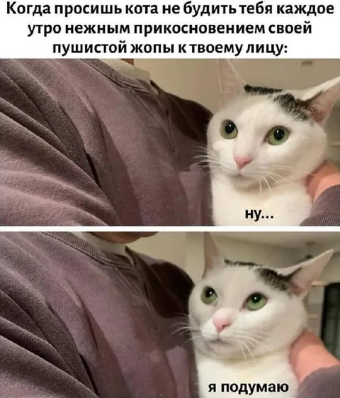 Кот подумает будить ли хозяина