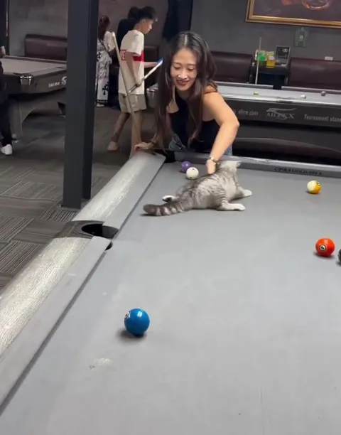 Cat Plays Pool