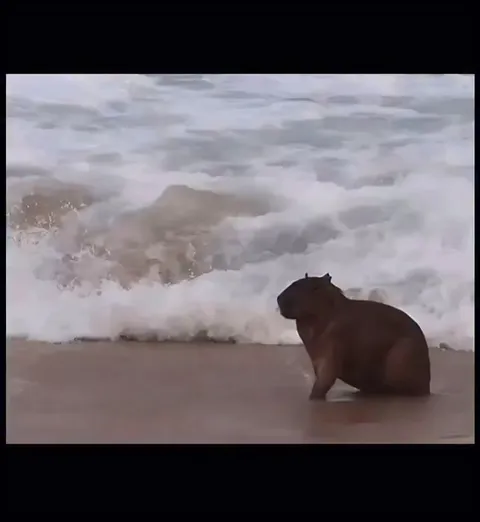 Животные у моря