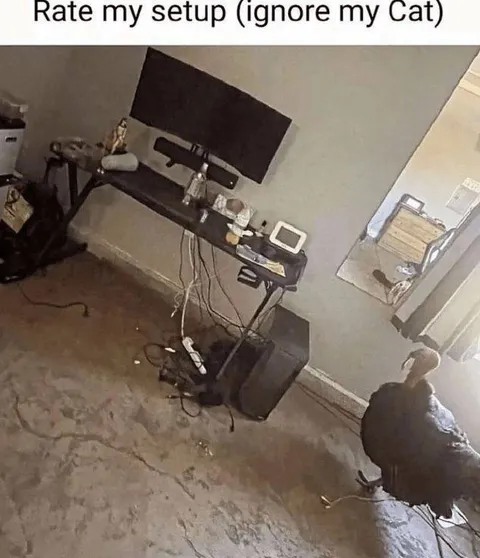 Rate My Cat Setup