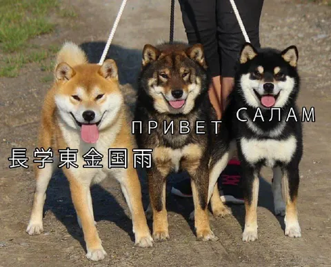 Собаки здороваются по-разному