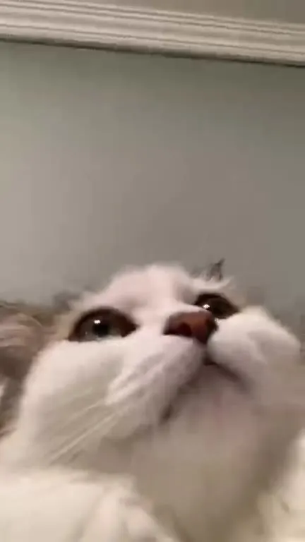 Comforting Cat Sees Your Pain