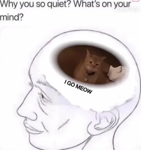 Cat Has No Idea What's On Its Mind