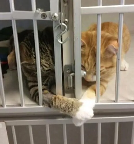 Коты держатся за лапы