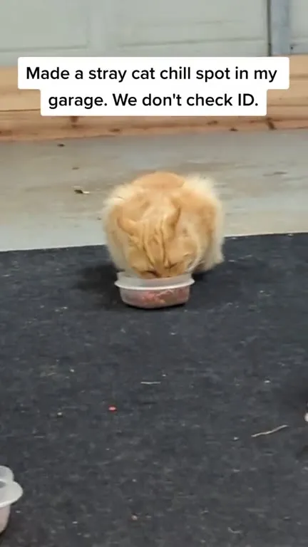 Garage Chill Spot for Strays