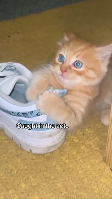 Kitten Caught Chewing a Sneaker