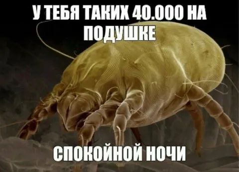 40 тысяч на подушке