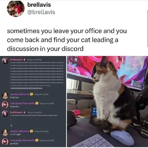 Cat Leads the Discord Discussion