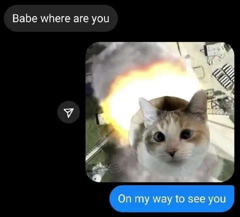 Cat On the Way