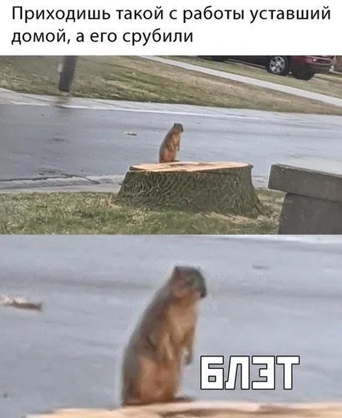 Пришёл домой, а его срубили