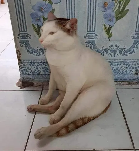 Кот сидит как человек