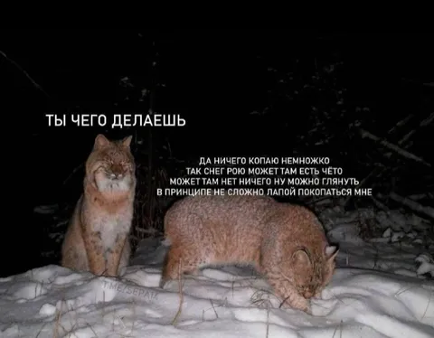 Рысь немного копает снег