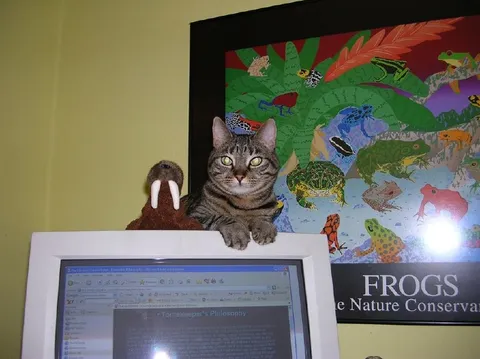 Cat Guards the Frog Philosophy