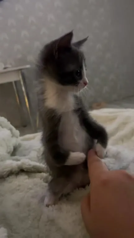 Котёнок танцует под музыку