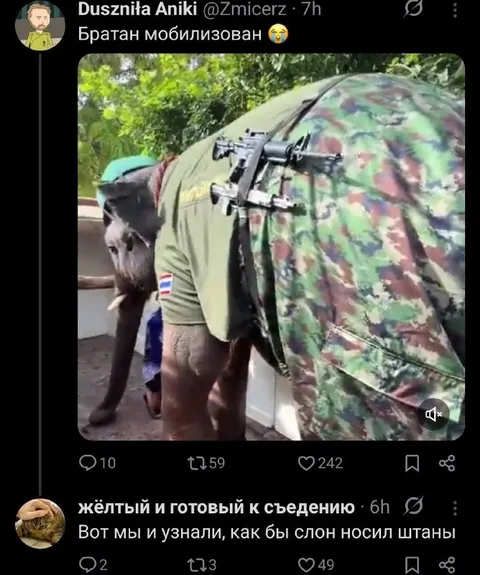 Слон мобилизован в штаны