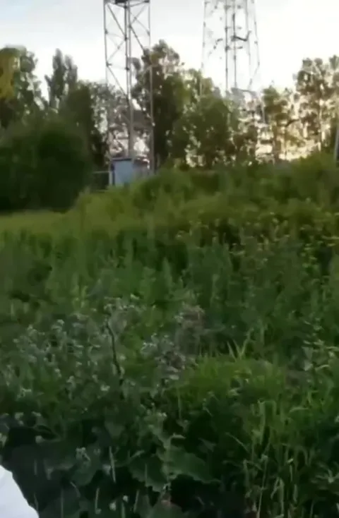 Unexpected woman in the field
