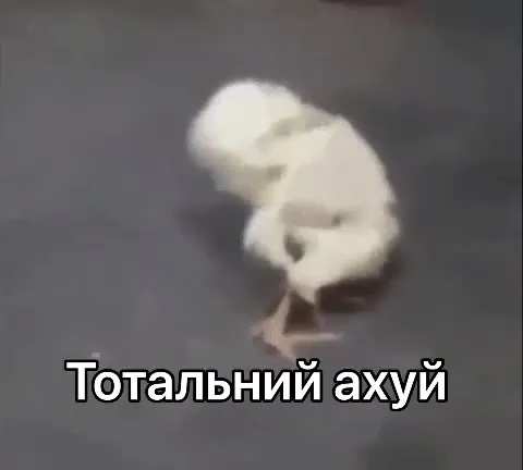 Тотальный ахуй цыплёнка