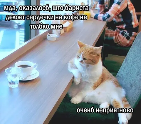 Кот узнал про сердечки на кофе
