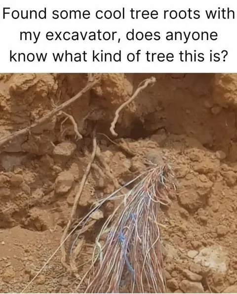 Excavator Finds Cable Tree Roots