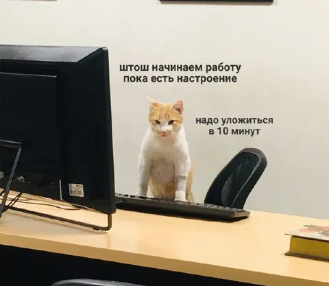 Кот начинает работу по настроению