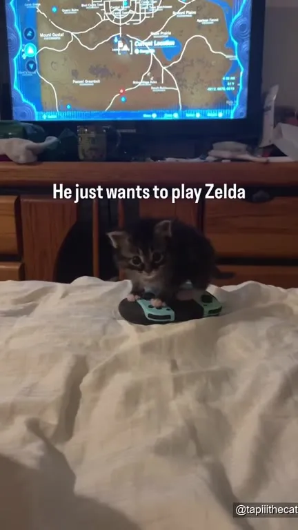 Kitten Wants to Play Zelda