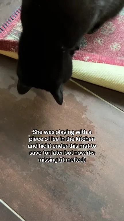 The Ice Cube Melted