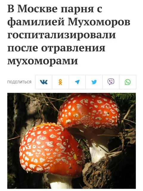 Семья мухоморов в больнице