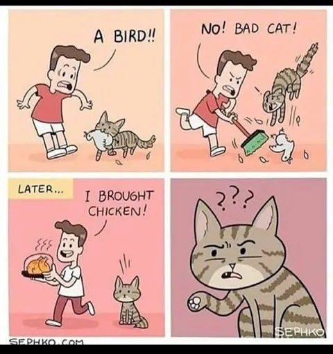 Bad Cat Brings Chicken