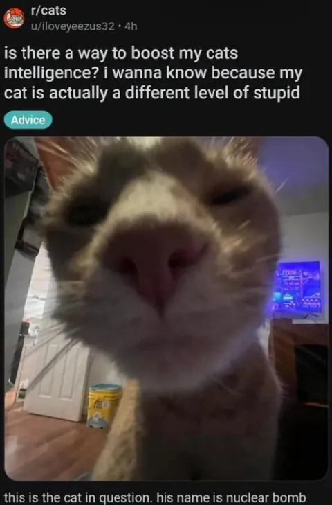 Nuclear Bomb the Stupid Cat