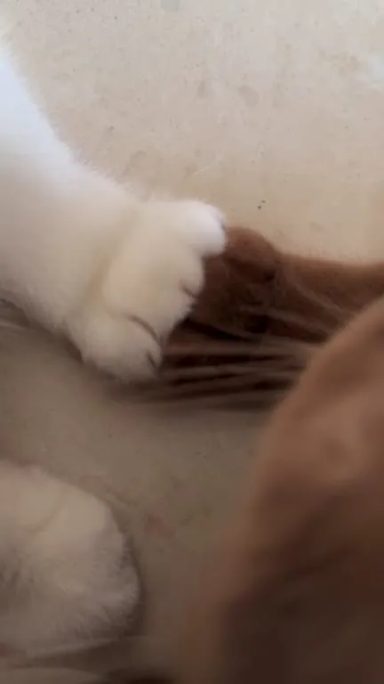 Кот давит на другого кота