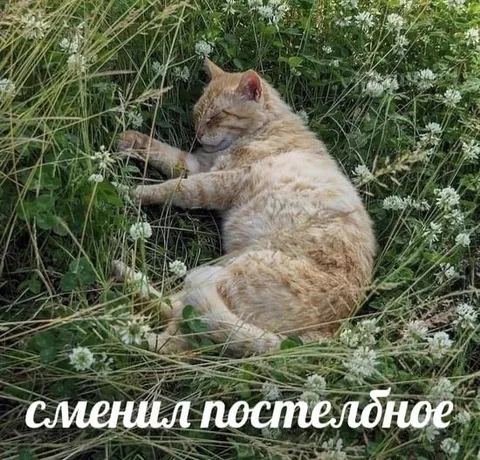 Кот сменил постельное бельё