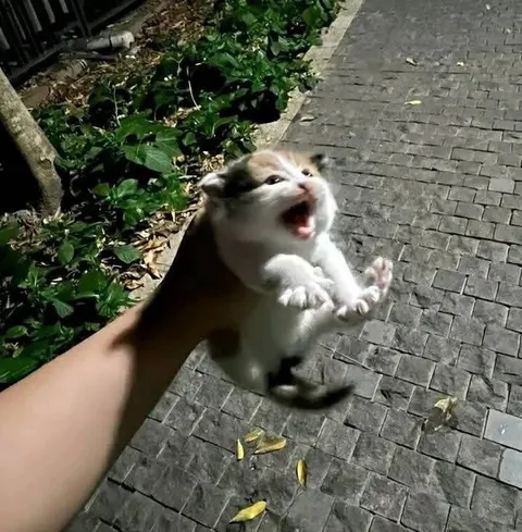 Котёнок в отчаянии