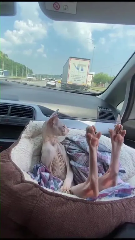 Кот едет с поднятыми лапами