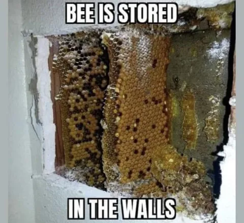 Bee Is Stored in the Walls
