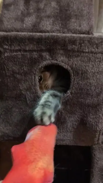 Кот охотится на игрушечную рыбку