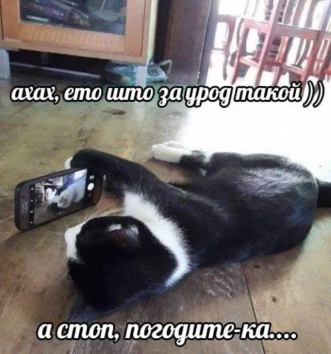 Кот передумал смеяться
