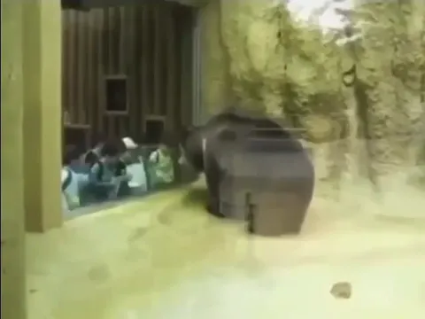 Бегемот под бит On Sight
