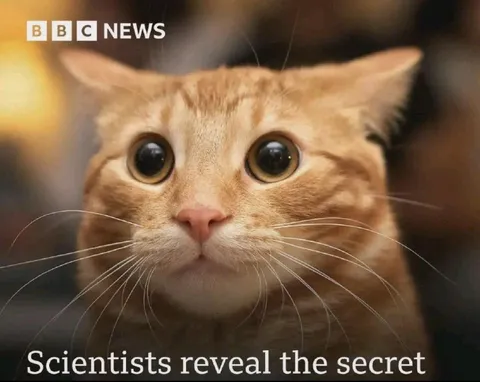 Scientists Reveal the Secret Cat