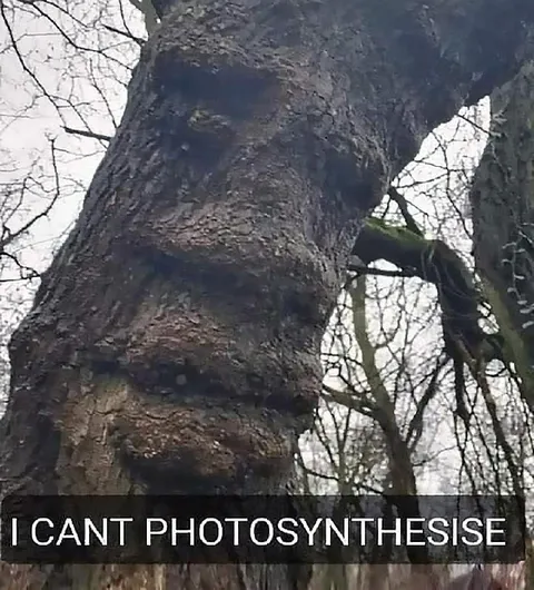 Tree Can't Photosynthesise