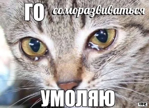 Кот умоляет саморазвиваться