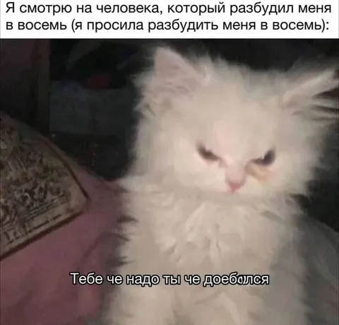 Кот после раннего пробуждения