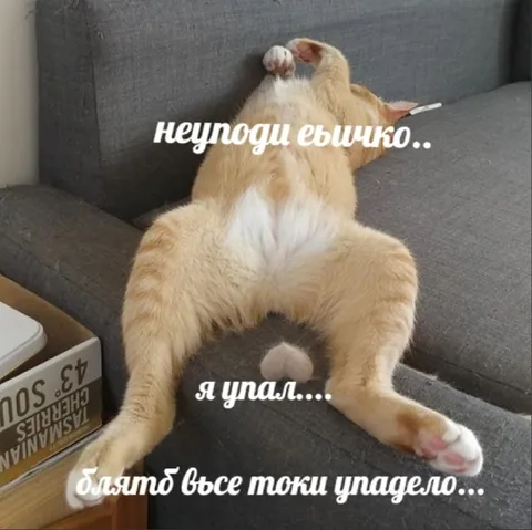 Кот всё-таки упал