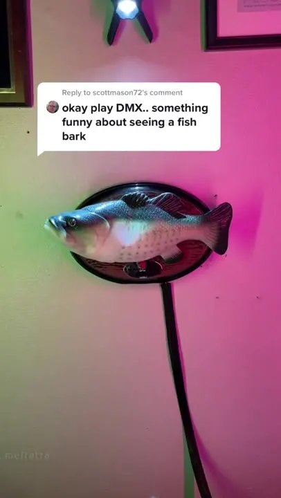 Fish Barks to DMX