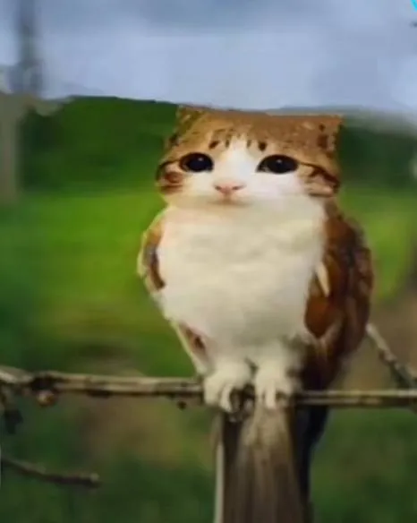 Кот, похожий на сову