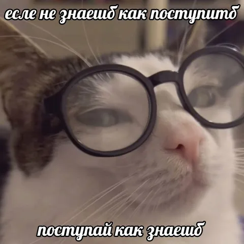 Кот в очках знает, как поступить
